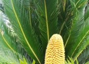 开云平台-潍坊临朐不敌天津荷兰花，遭遇失利