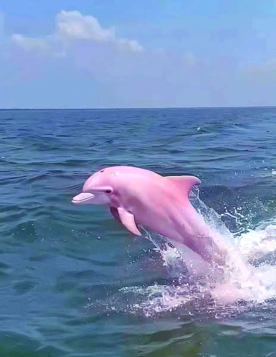 关于海豚队爆冷击败飞鹰，引发球迷热议的信息