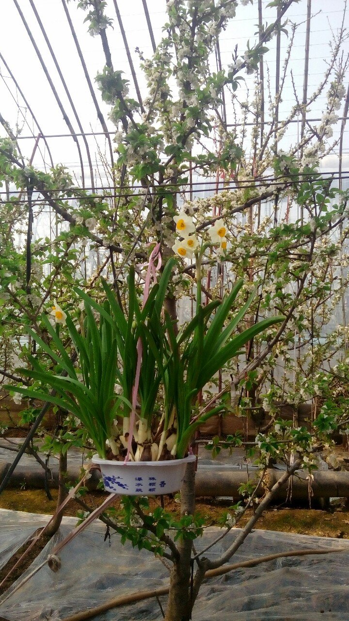 潍坊临朐不敌天津荷兰花，遭遇失利